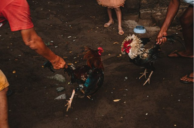 Cách thức nuôi gà được truyền đạt bởi chuyên gia.